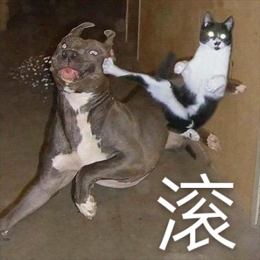 滚鸭爱斗图gif搞笑图片