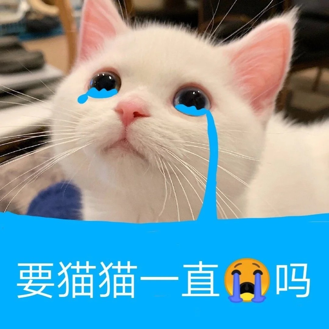 要猫猫一直吗爱斗图gif搞笑图片