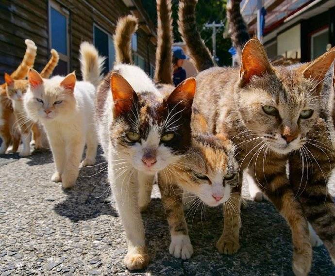 霸气测漏聚众围观爱斗图gif搞笑图片