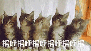 摇咿摇咿摇咿摇咿摇咿摇猫咪蹦迪爱斗图gif搞笑图片