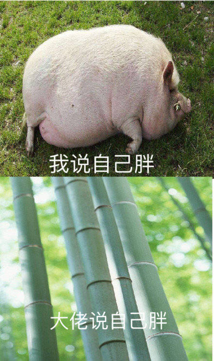 我说自己胖 大佬说自己胖爱斗图gif搞笑图片