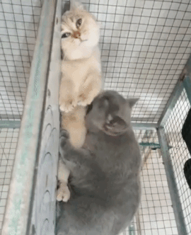 亲亲我的宝贝GIF 动图爱斗图gif搞笑图片