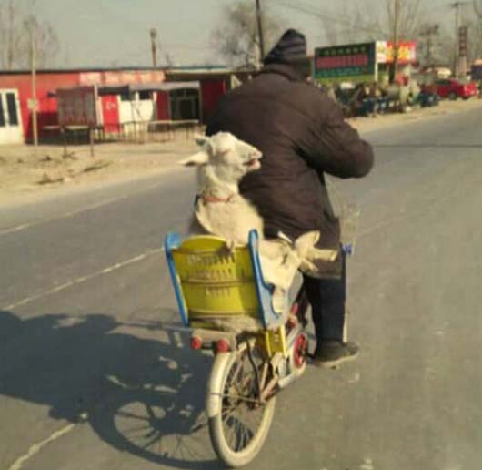 带山我心爱的小羊儿，一起兜风去搞笑图吧gif搞笑图片