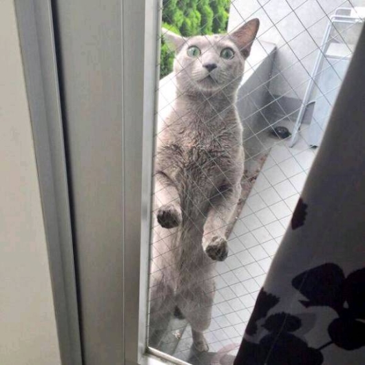 喵，大吃一惊，我的小鱼干呢搞笑图吧gif搞笑图片