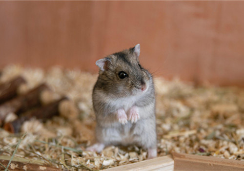 可爱的小仓鼠高清图片搞笑图吧gif搞笑图片