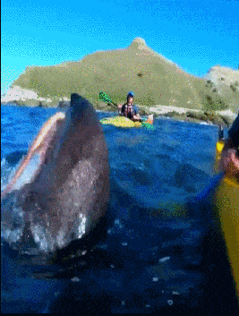 哈哈，送给你吃的大礼搞笑图吧gif搞笑图片