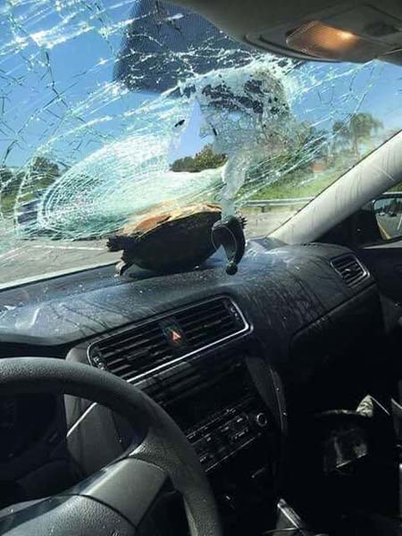 高速路上的意外惊喜搞笑图吧gif搞笑图片