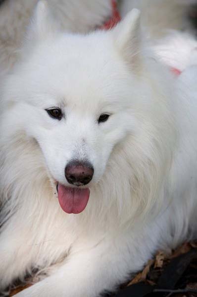 白色哈士奇搞笑图吧gif搞笑图片