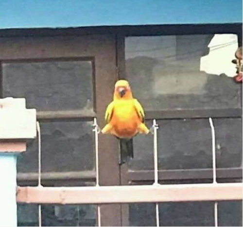 一只鹦鹉练习劈叉中......搞笑图吧gif搞笑图片