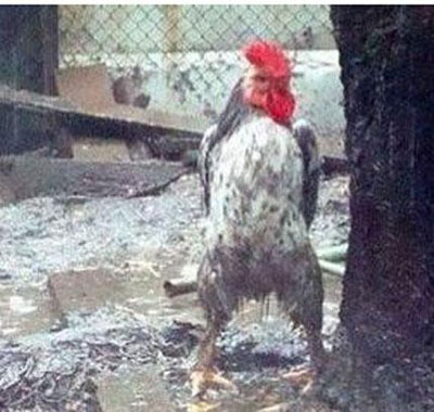 一只霸气的公鸡搞笑图吧gif搞笑图片