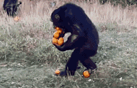 手脚并用......搞笑图吧gif搞笑图片