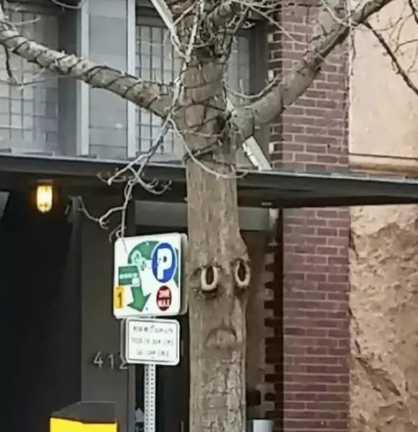 一颗自带表情的树搞笑图吧gif搞笑图片