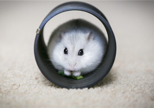 可爱到爆的小仓鼠搞笑图吧gif搞笑图片