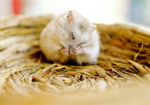 萌宠图片 洗一洗脸搞笑图吧gif搞笑图片