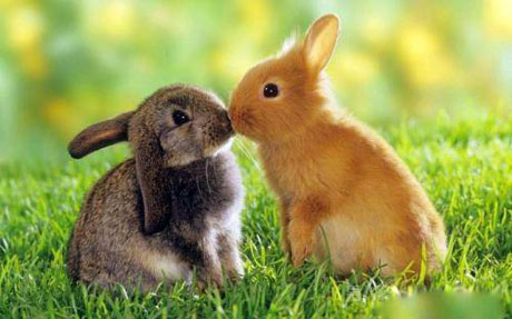 两只可爱的兔兔搞笑图吧gif搞笑图片