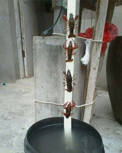 龙虾排队越狱啦搞笑图吧gif搞笑图片