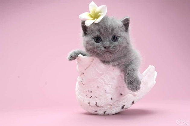 呆萌可爱短毛猫搞笑图吧gif搞笑图片