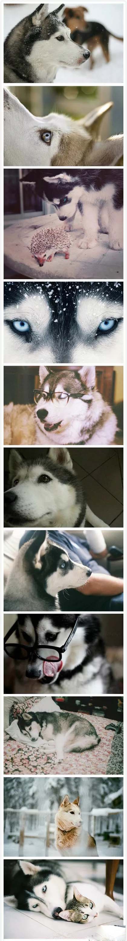 二货哈士奇搞笑图片,好奇的哈士奇（长图）搞笑图吧gif搞笑图片