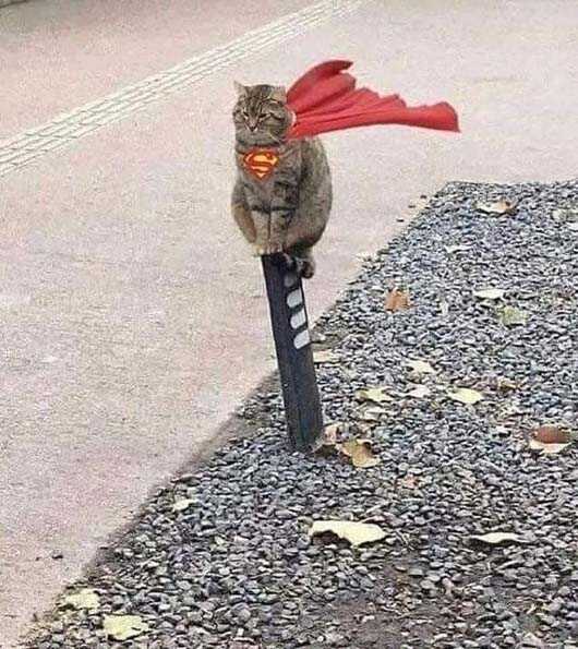 喵星超人搞笑图吧gif搞笑图片