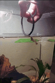 训练有素的小鱼儿搞笑图吧gif搞笑图片