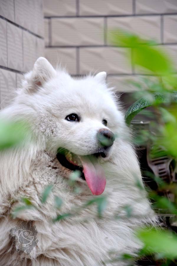 萌宠萨摩小狗狗搞笑图吧gif搞笑图片