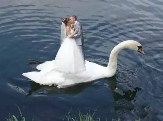 在鹅上秀恩爱！搞笑图吧gif搞笑图片