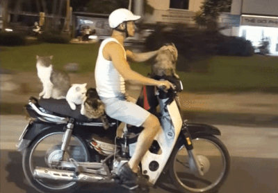 为了安全，骑车请勿摸猫搞笑图吧gif搞笑图片