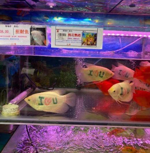 表白时，适合送女友的鱼儿搞笑图吧gif搞笑图片