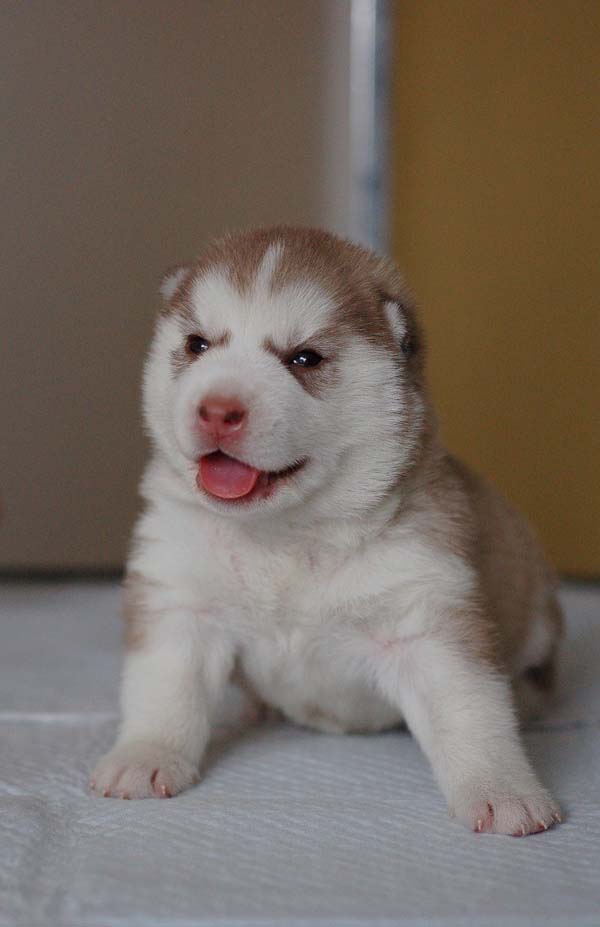 可爱的哈士奇搞笑图吧gif搞笑图片