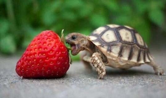 一只正想吃草莓的乌龟搞笑图吧gif搞笑图片