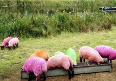 彩色绵羊......搞笑图吧gif搞笑图片