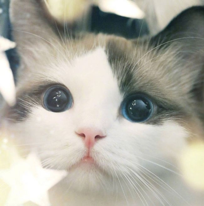 炯炯有神的眼睛......搞笑图吧gif搞笑图片