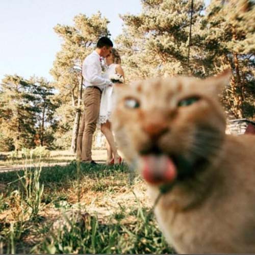 单身喵的感觉！搞笑图吧gif搞笑图片