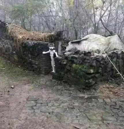 一只会直立站起的二哈搞笑图吧gif搞笑图片