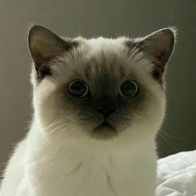 呆萌猫咪图片 超级可爱呆萌猫咪图片搞笑图吧gif搞笑图片