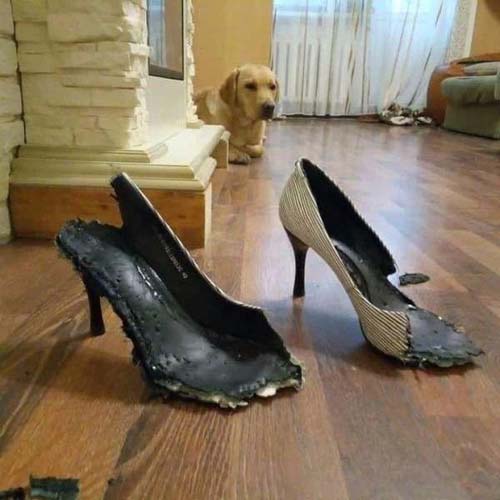 女主人回家后，会不会给你奖励呢搞笑图吧gif搞笑图片