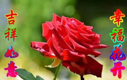 花朵祝福表情图片搞笑图吧gif搞笑图片