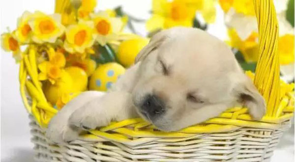 睡着了的可爱狗狗图片搞笑图吧gif搞笑图片