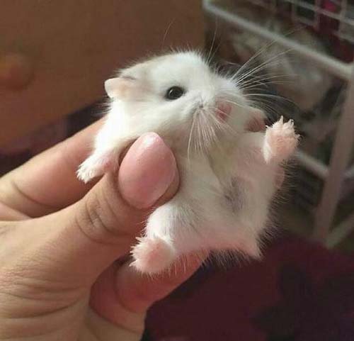 超萌的小老鼠搞笑图吧gif搞笑图片