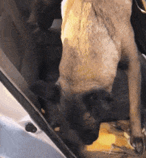 此时主人是什么心情，爱车被二汪撕得这番样儿搞笑图吧gif搞笑图片