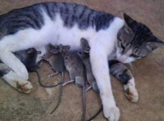 猫妈妈带孩子搞笑图吧gif搞笑图片