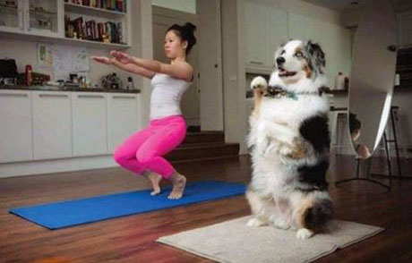 学主人一起练习瑜伽的狗狗搞笑图吧gif搞笑图片