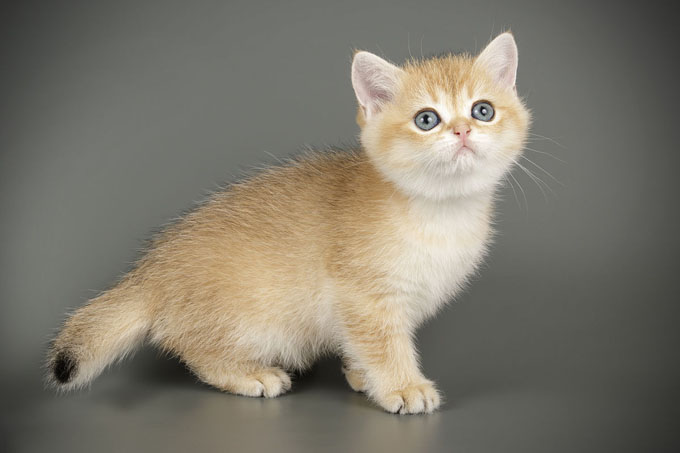 可爱小猫咪真实照片搞笑图吧gif搞笑图片