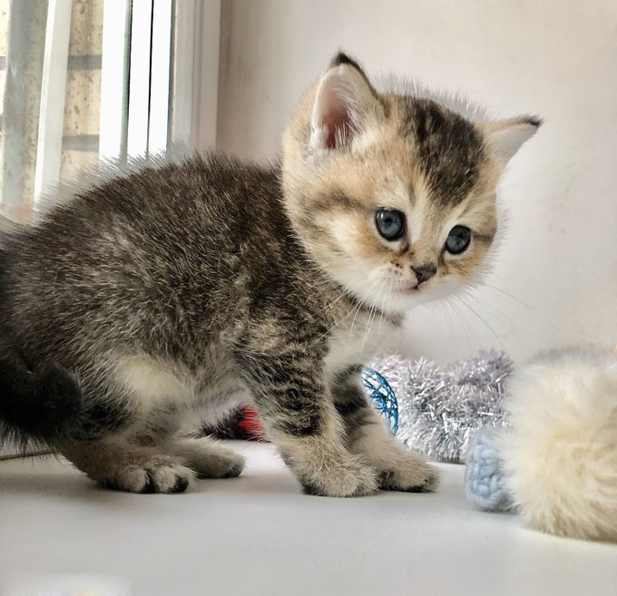 可爱的小猫咪 奶萌奶萌的小猫咪搞笑图吧gif搞笑图片