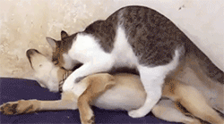 看什么看，没见过小两口亲热吗？搞笑图吧gif搞笑图片