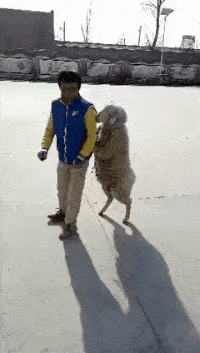 小羊说，你居然敢打我，来试试我的铁头功搞笑图吧gif搞笑图片