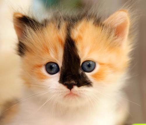 萌化你心的可爱小猫猫搞笑图吧gif搞笑图片