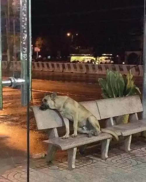 一只失恋的狗狗， 独自依靠在椅子上搞笑图吧gif搞笑图片