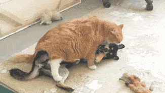 快来救我呀，一只大猫正在威胁俺搞笑图吧gif搞笑图片