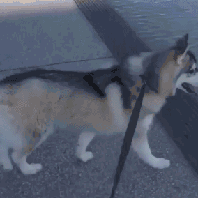 二哈走着走着就掉进水里了 真的有点二哈搞笑图吧gif搞笑图片